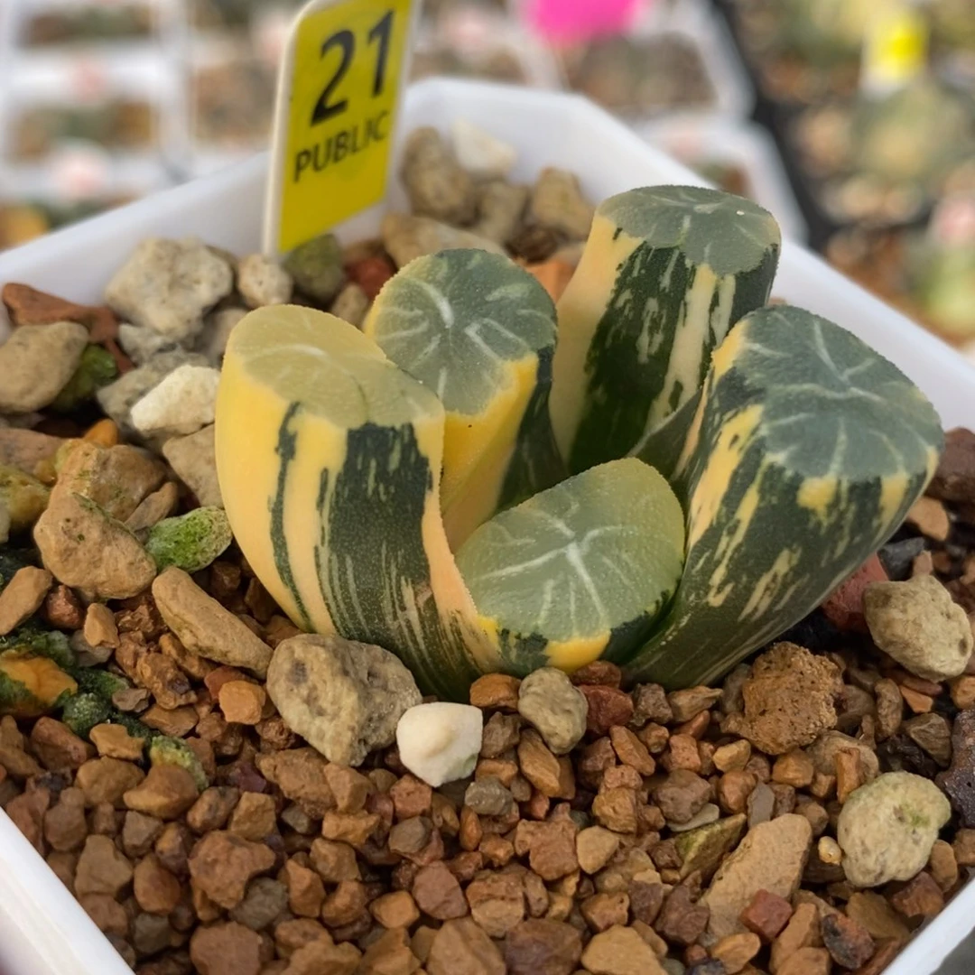 21白妙万象锦一物一拍