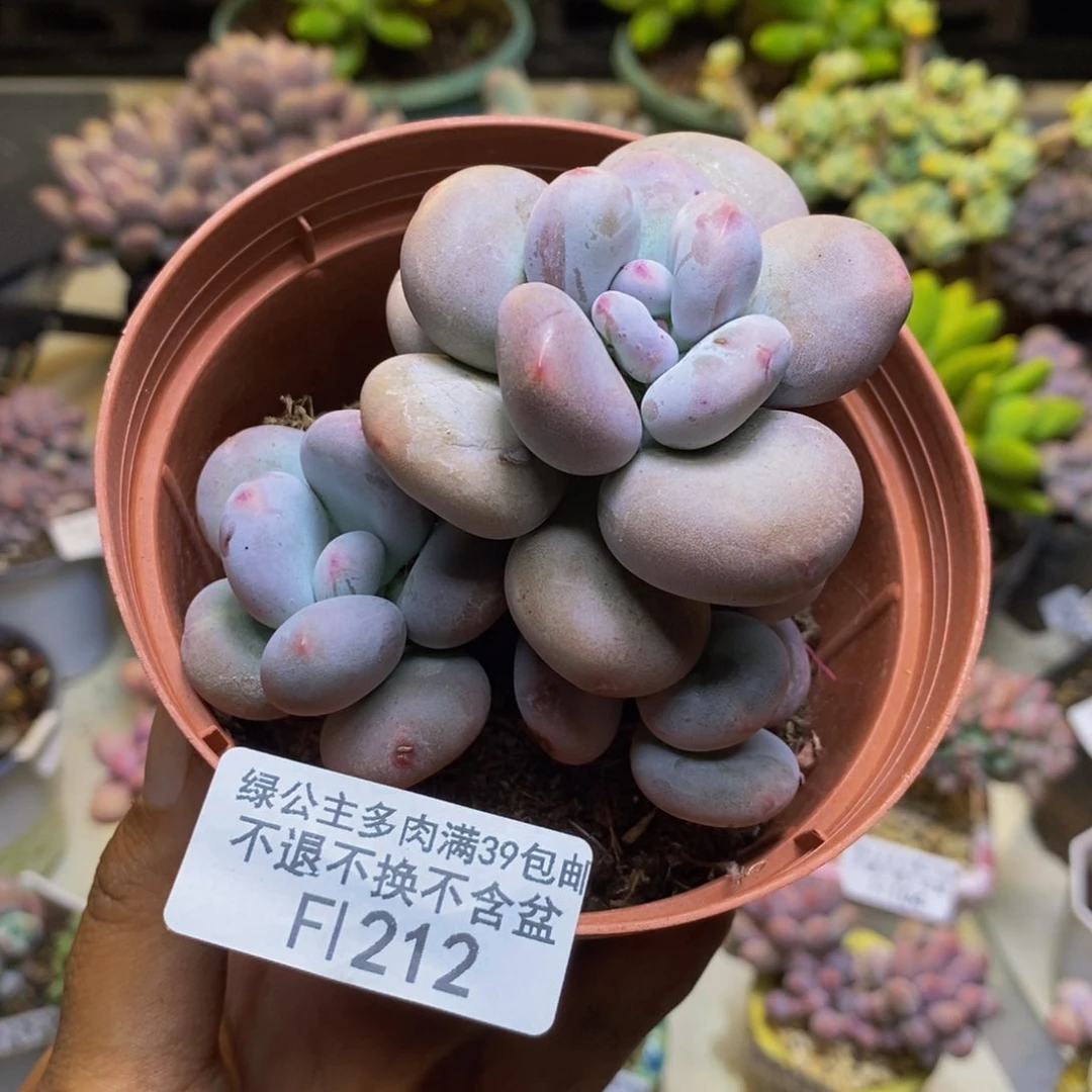 212大叶奶多肉7cm