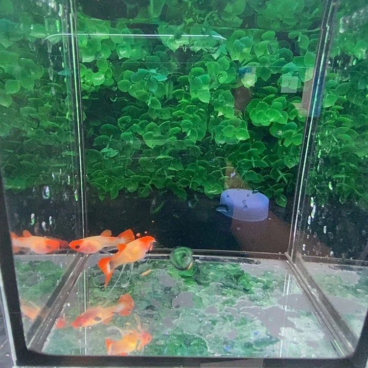 孔雀鱼深海蓝玻璃猫一对