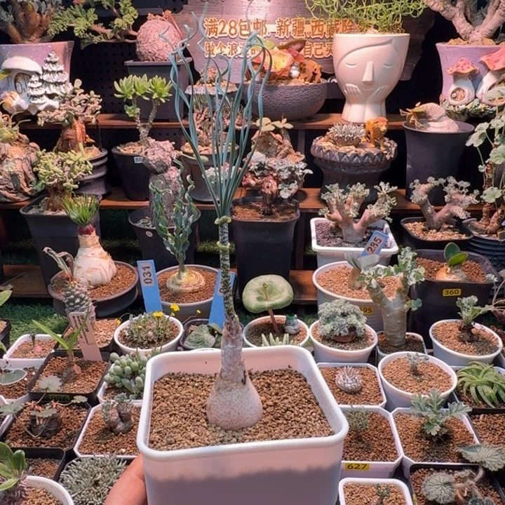 C***_G B豹纹弹簧草051 仙人球