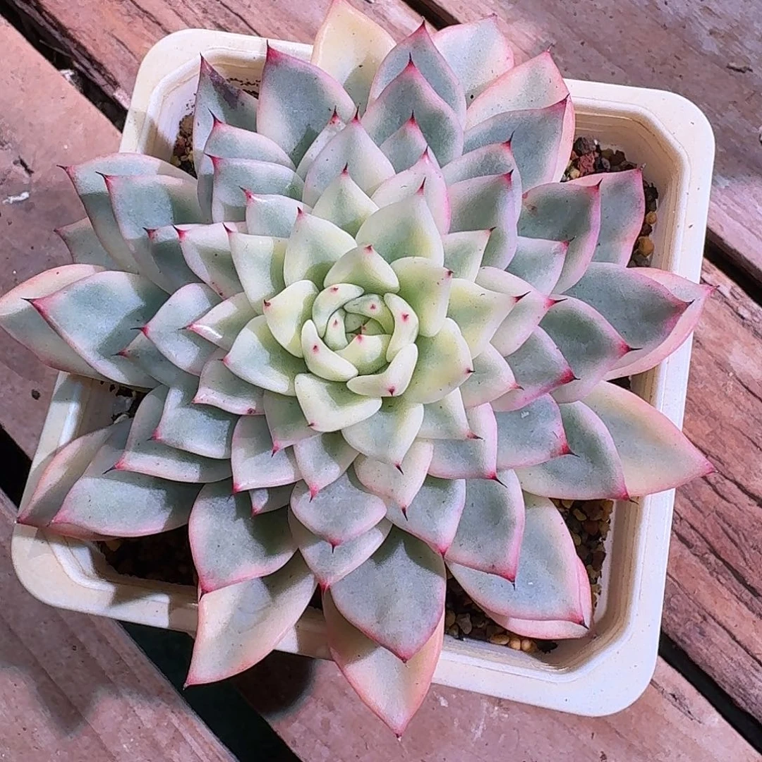 绿爪锦多肉多肉多肉