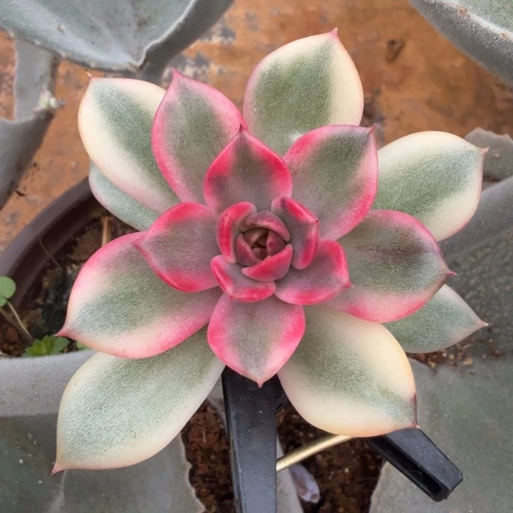 火焰山锦腹轮锦模特