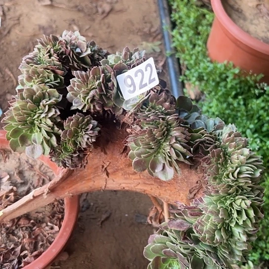 晨***院多肉植物一个有伤922