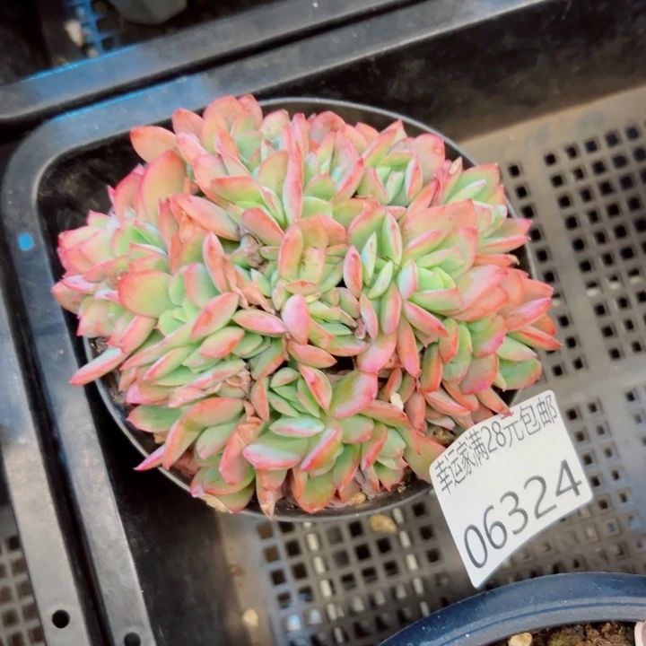 幸运的是我还在幸运