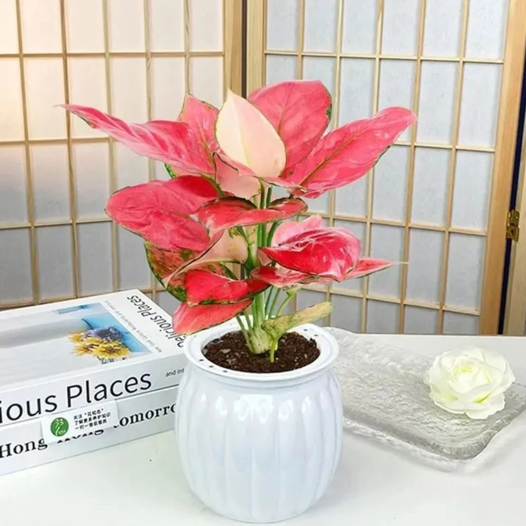 吉利红如意盆栽wj水培植物吸除甲醛好养四季易活