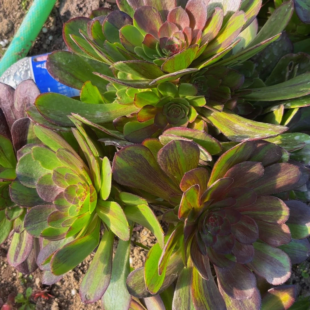 274多肉植物一物一拍