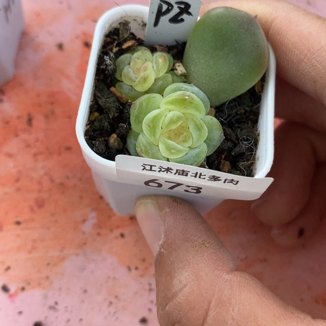 标签673飘枝甜心