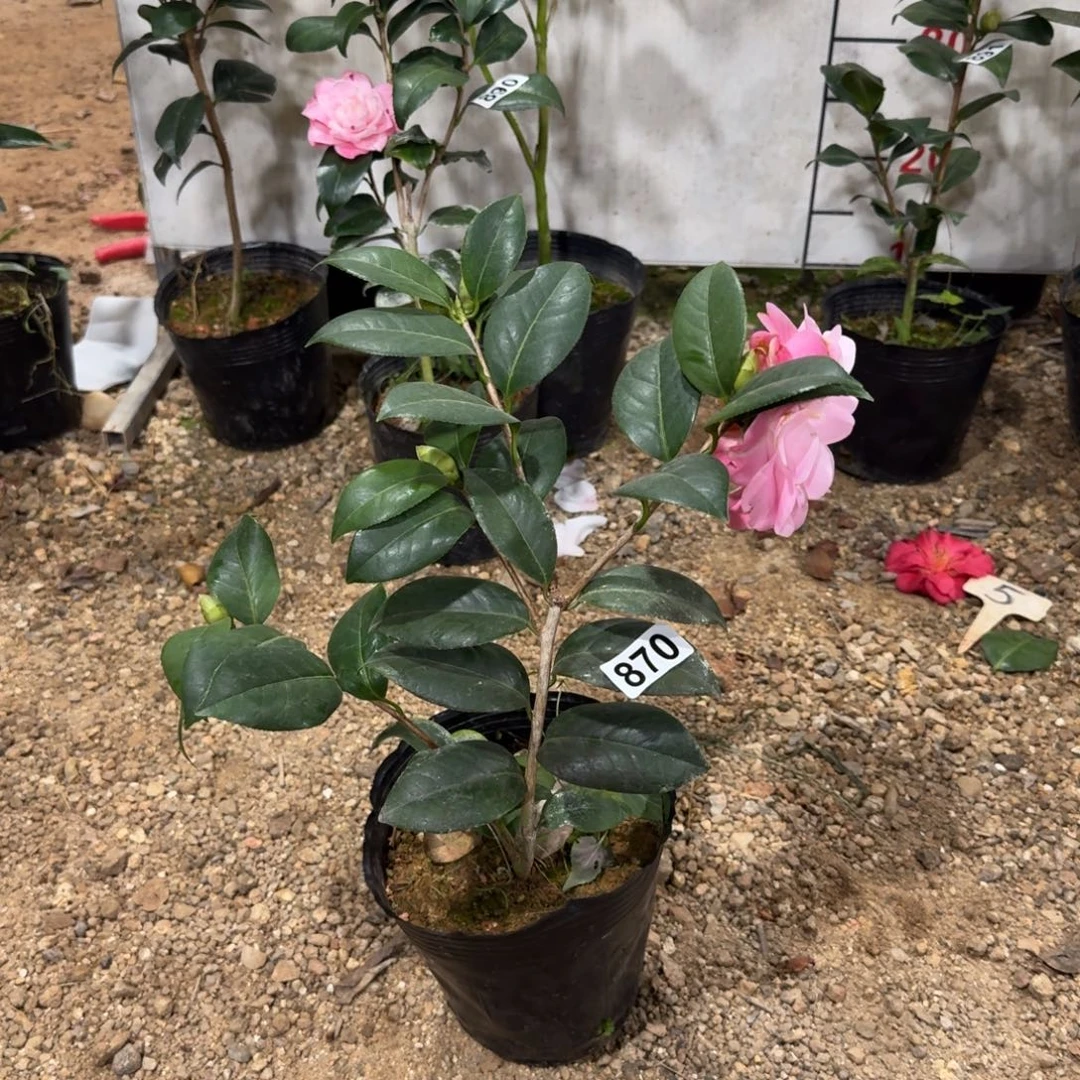 少量花朵（建议范围：2朵-5朵 或40%以下）870乌马克