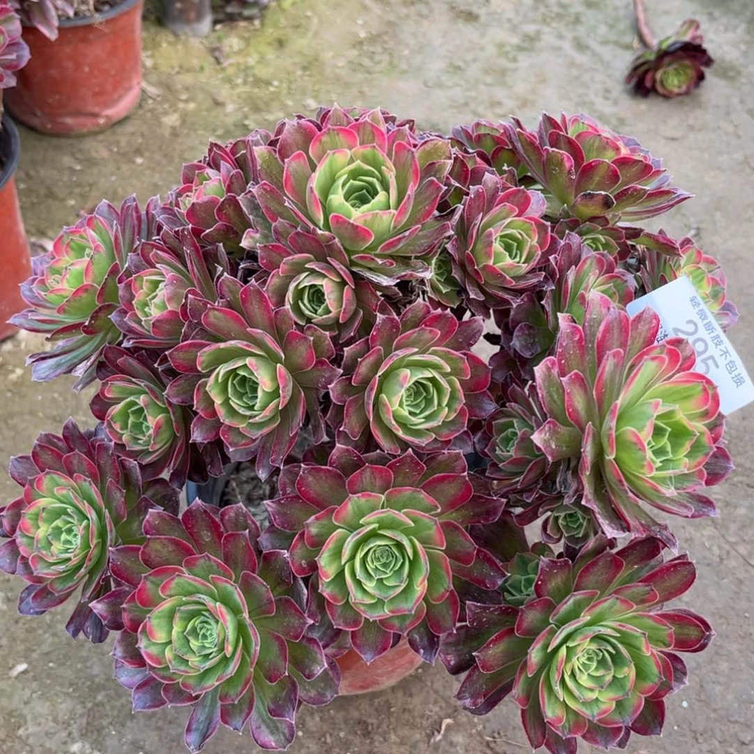 295安娜多肉植物法师
