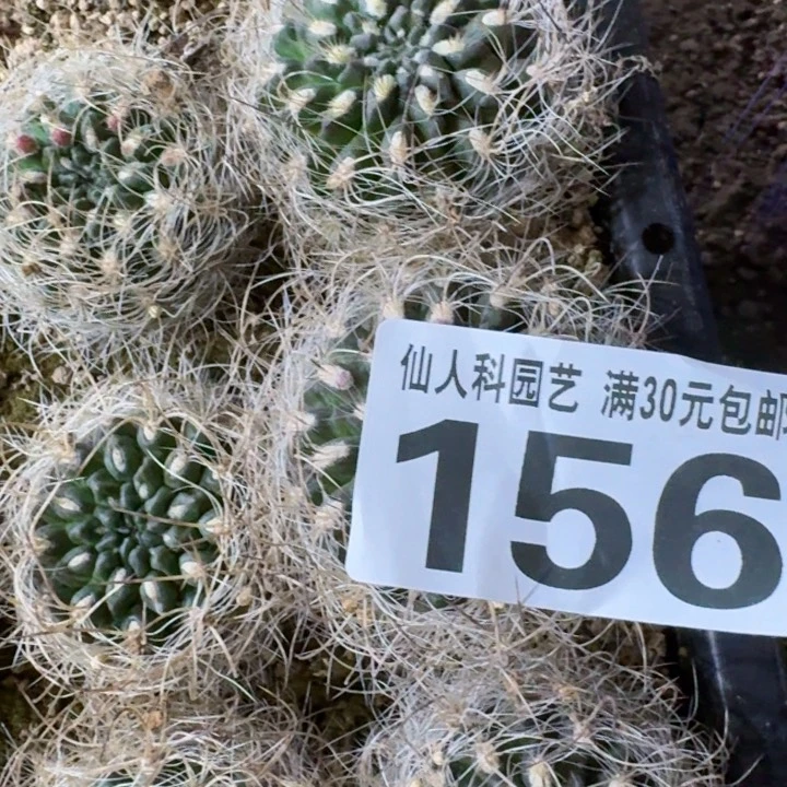 156实生混乱玉仙人球