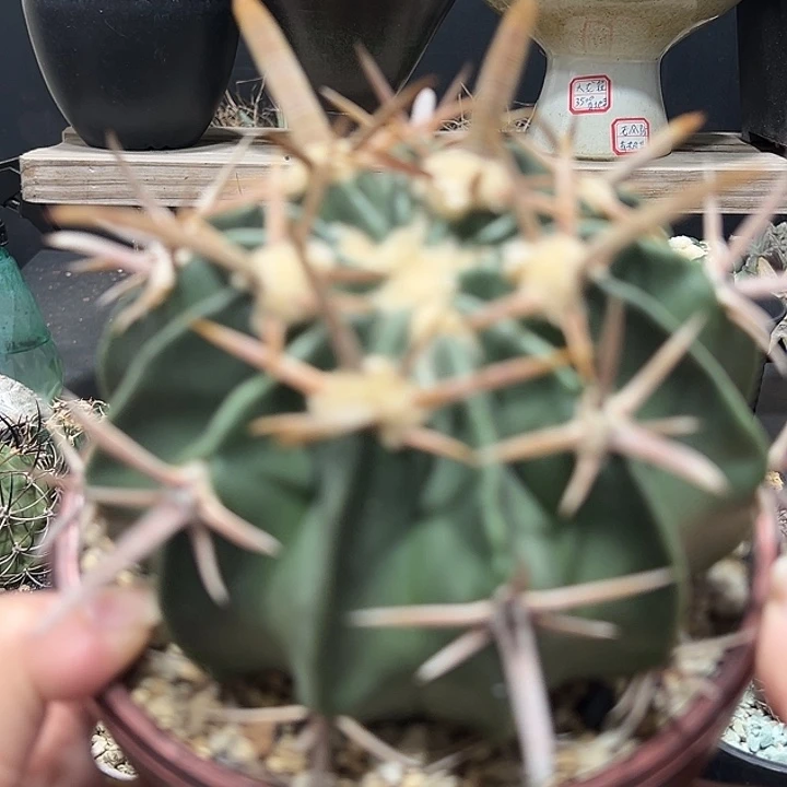 261宽刺凌波实生根哈哈哈