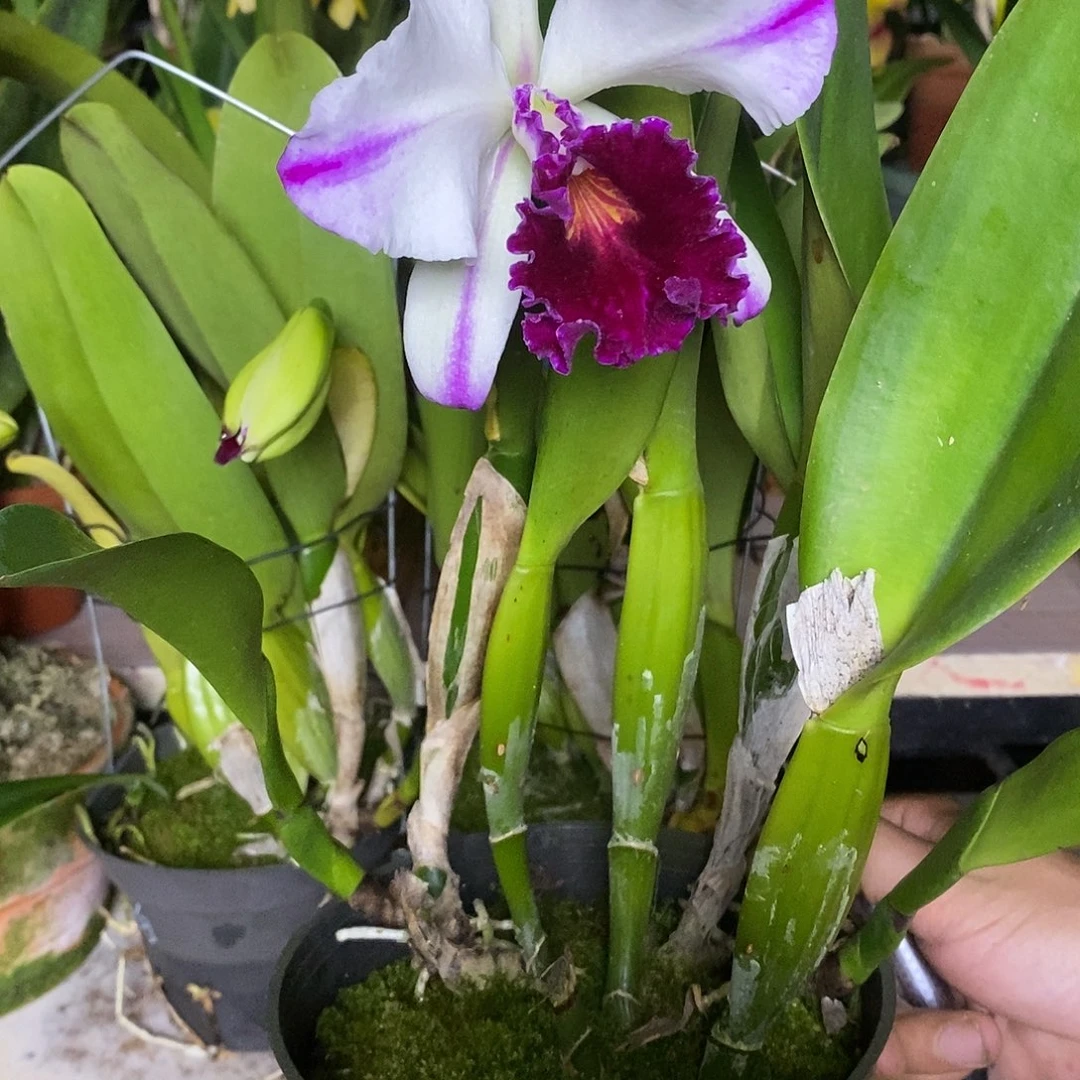 当前无花栽培后可以开花秦**哥彩剑英