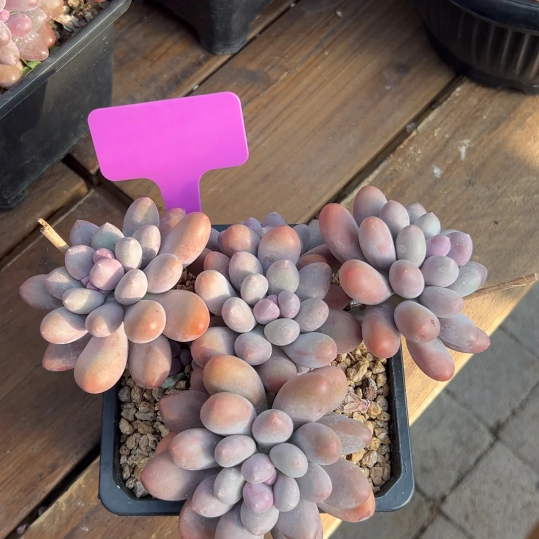 芝士奶酪111111111111111