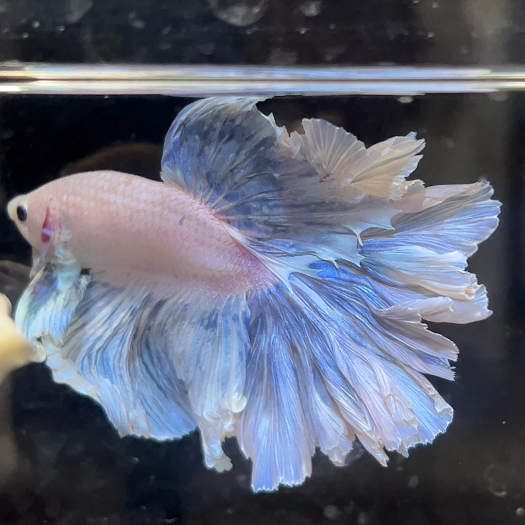 斗鱼7号巨大的珊瑚宫心海