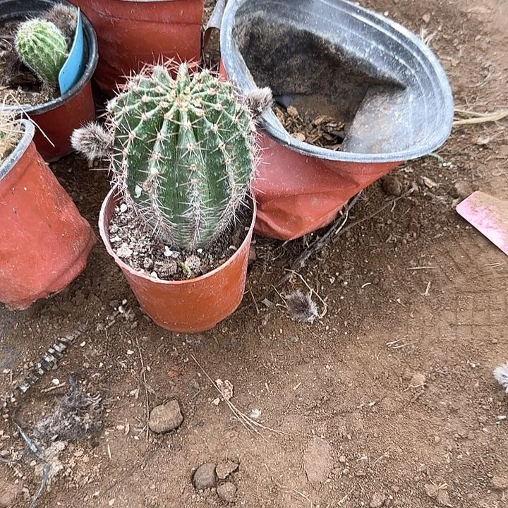 薇***薇云端彩草20的毛花柱