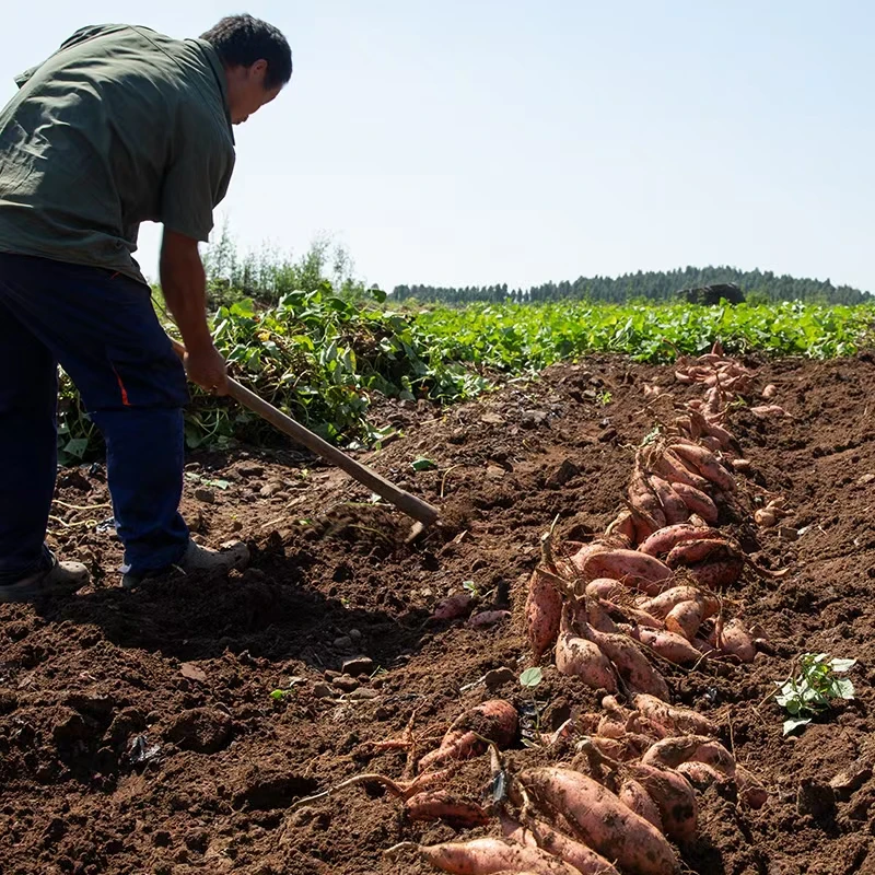 【小五一家优选】正宗烟薯25号现挖现发
