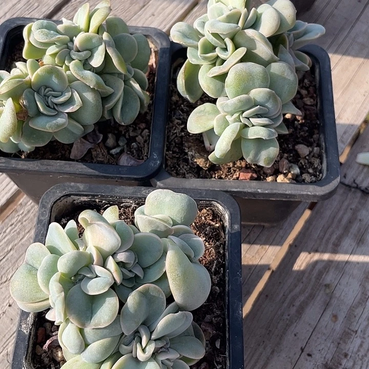三盆可爱玫瑰缀化