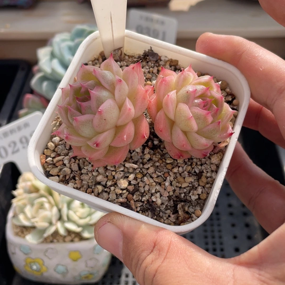 0034麦秆不带盆7厘米