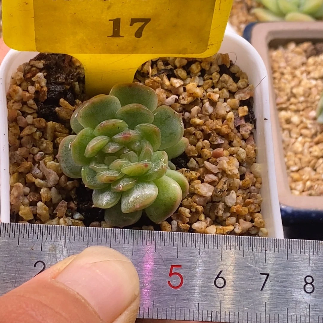 147白恋缀，缀化稳定