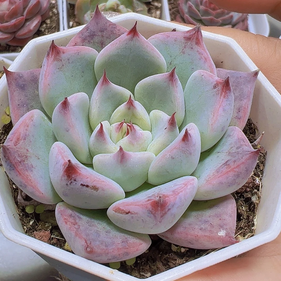 婚戒19包邮多肉植物