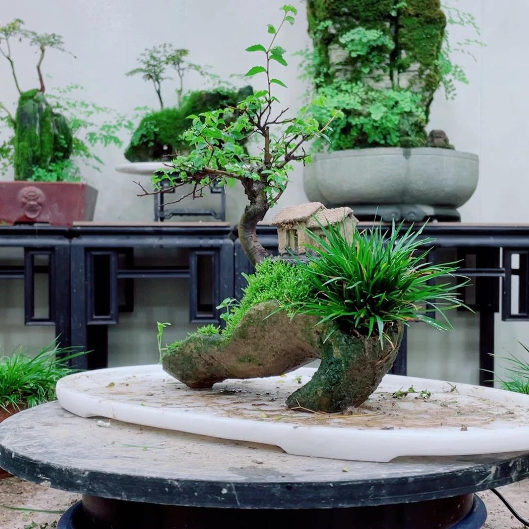 无铅玻璃上****乐铁线蕨等植物的生长发育和生长