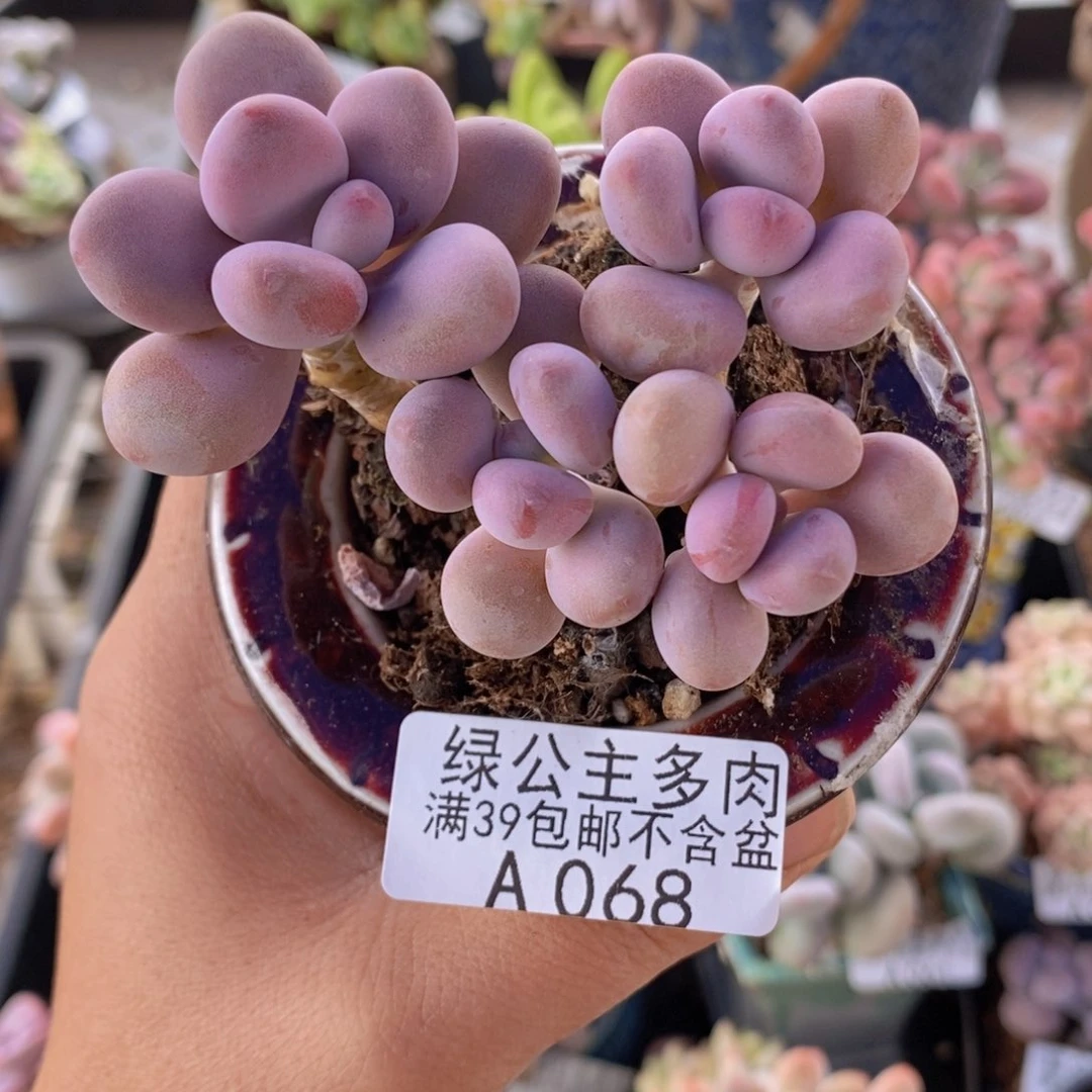 腰子桃蛋6cm068多肉植物