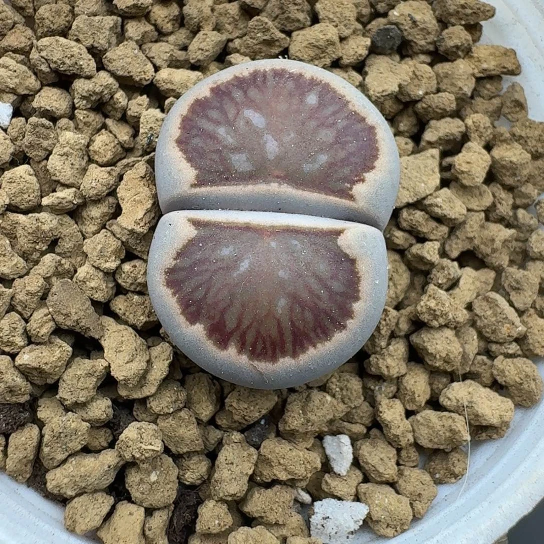 930多肉哈哈哈哈哈哈哈