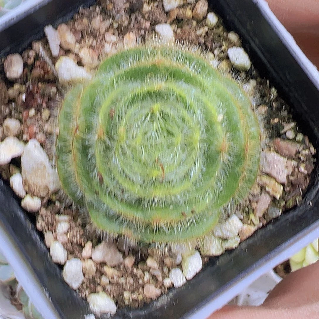 长毛月光19包邮多肉