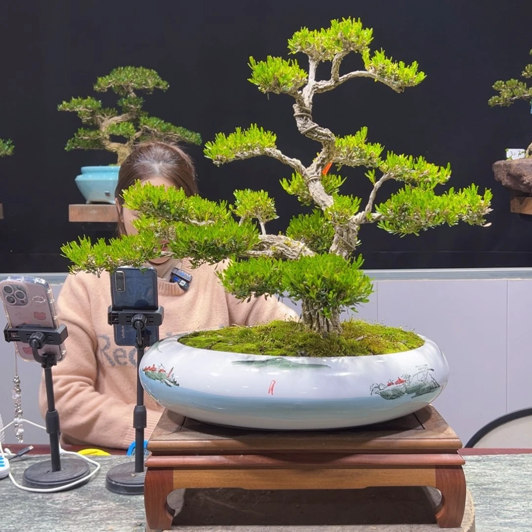 四季常青老桩黄杨盆景