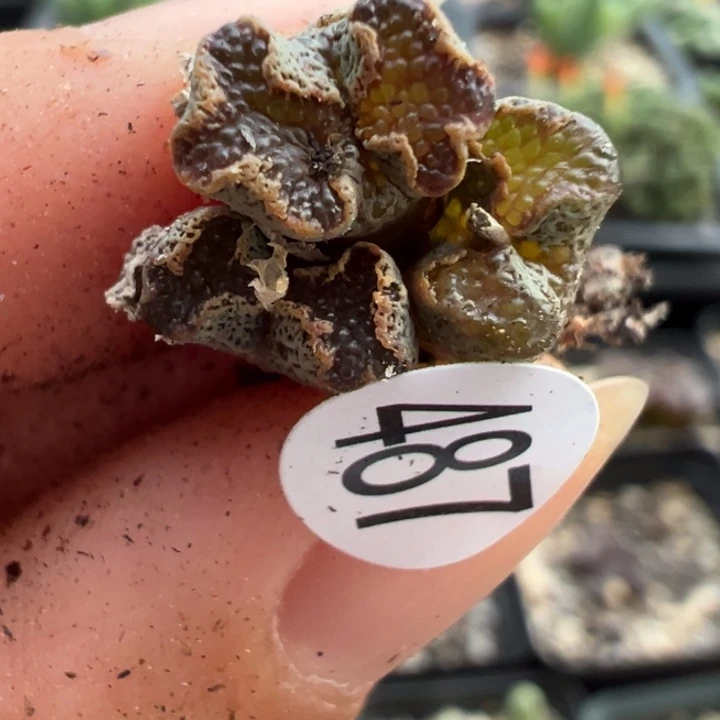 487号111111111111111