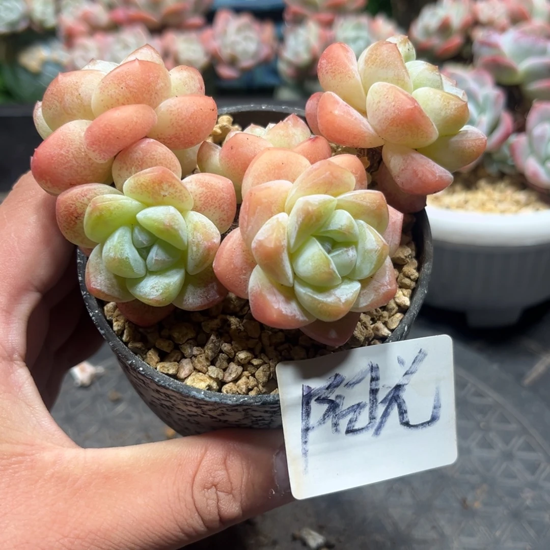 阳光专拍冰玉造型老桩