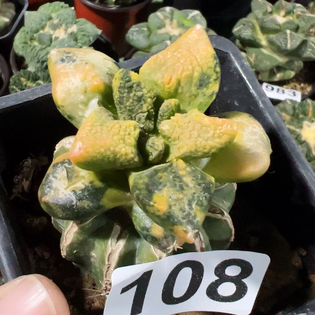 无花朵福利连山牡丹锦108