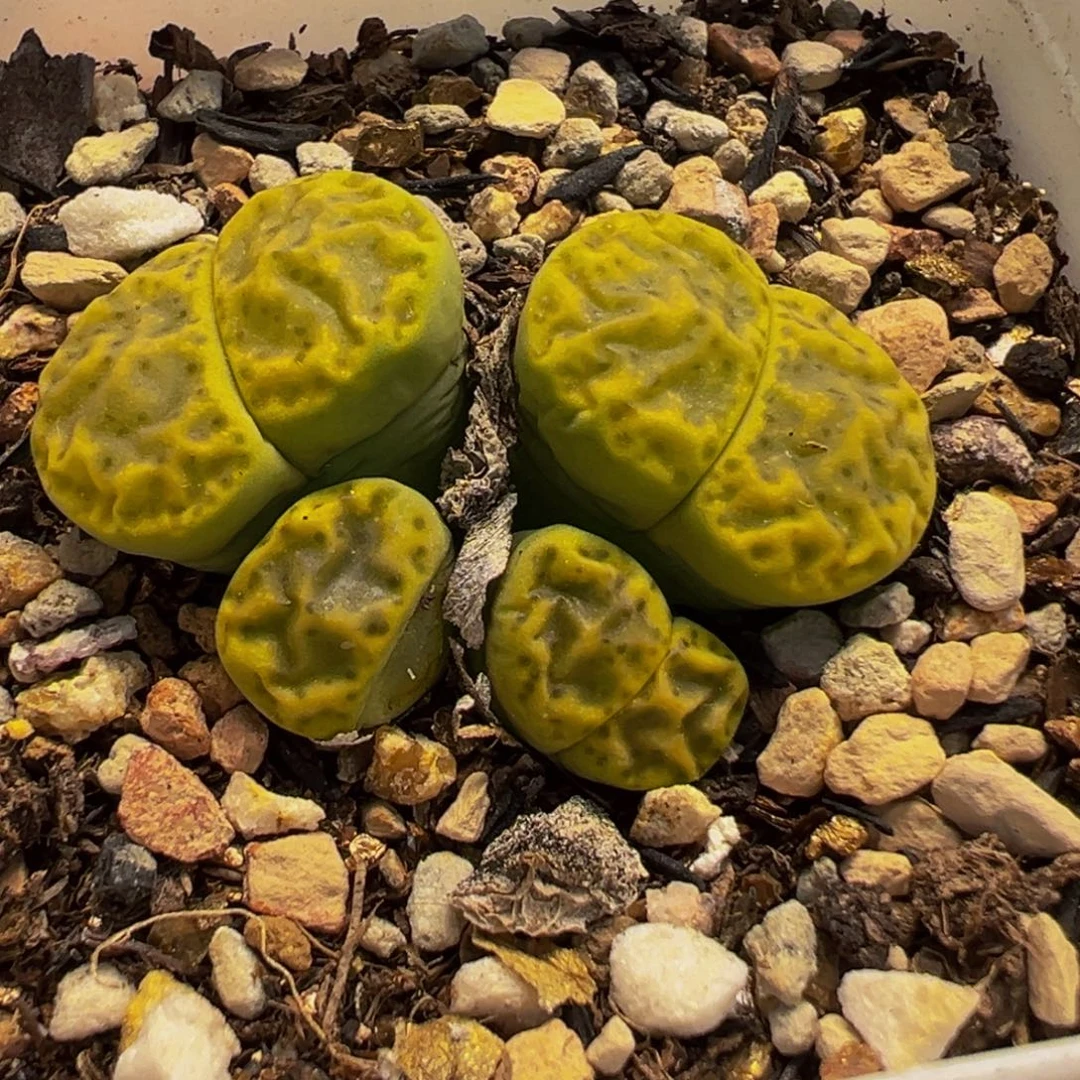 152多肉植物种类多样