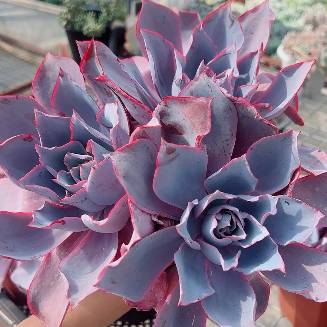 晚霞仙子多头群生老桩特价