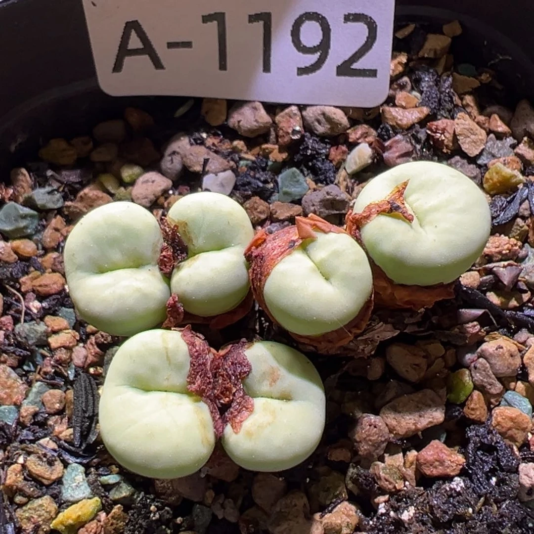 多肉植物1111111111111111