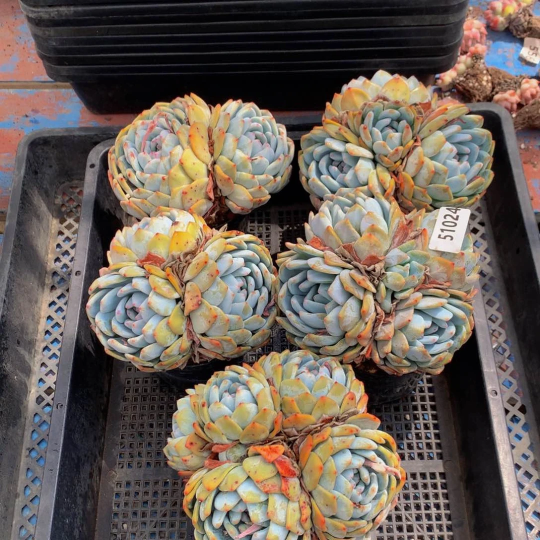 51024五个嗯嗯嗯嗯嗯带盆