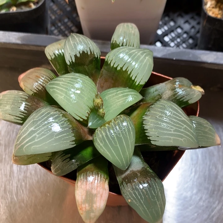 电路板克一物一拍带盆