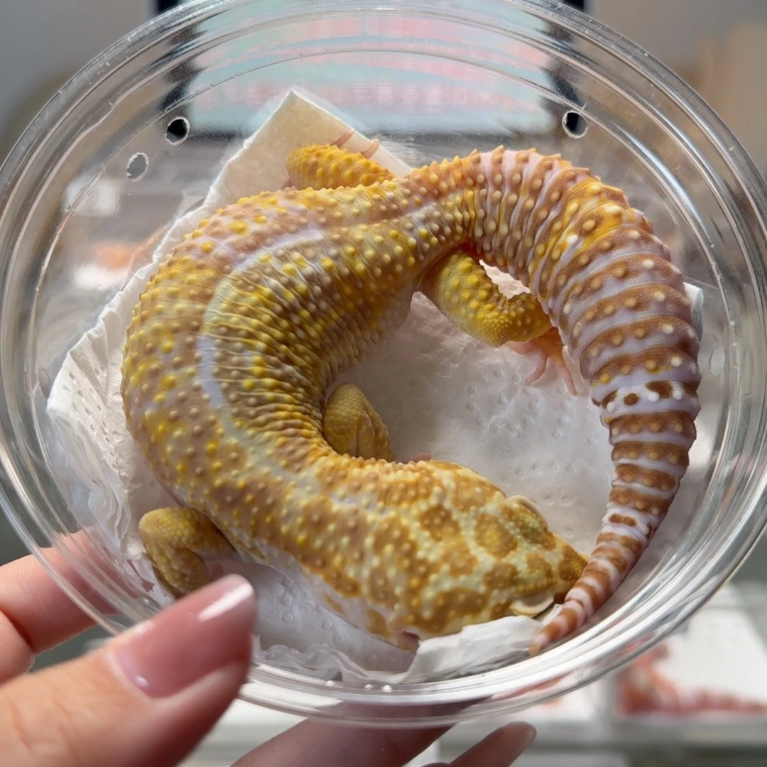 豹纹守宫橘白弟弟大卡车