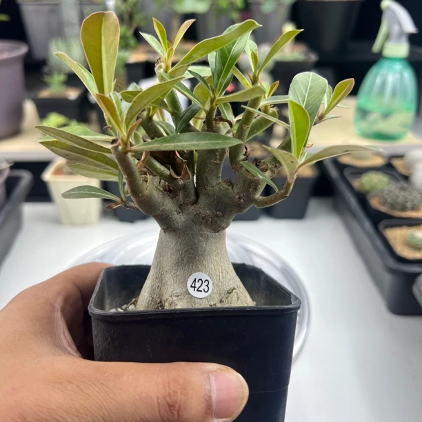 哥斯拉沙漠玫瑰带盆发