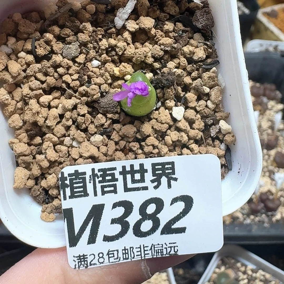 多肉植物的润泽wc