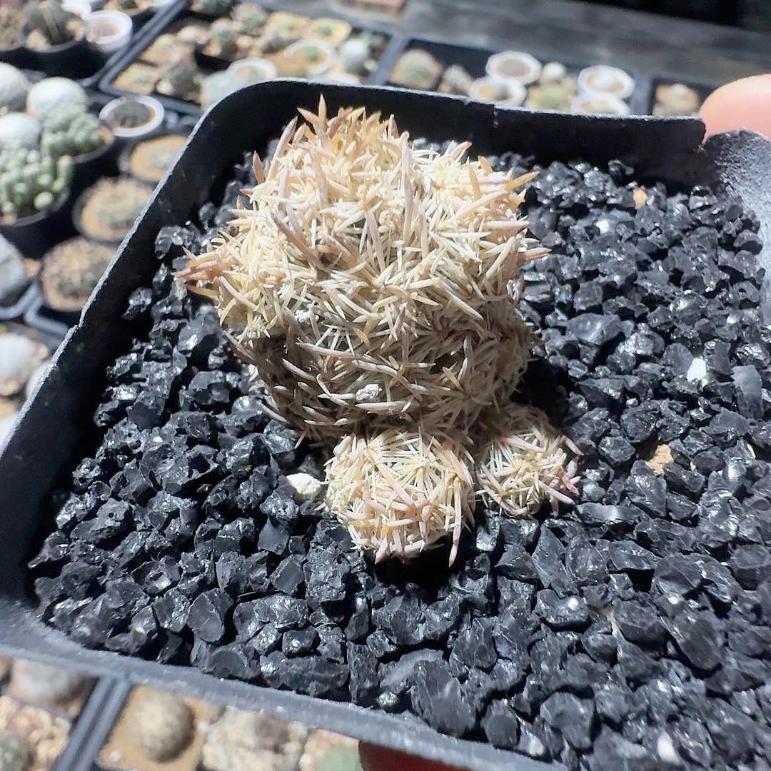 实生紫王子群生仙人球