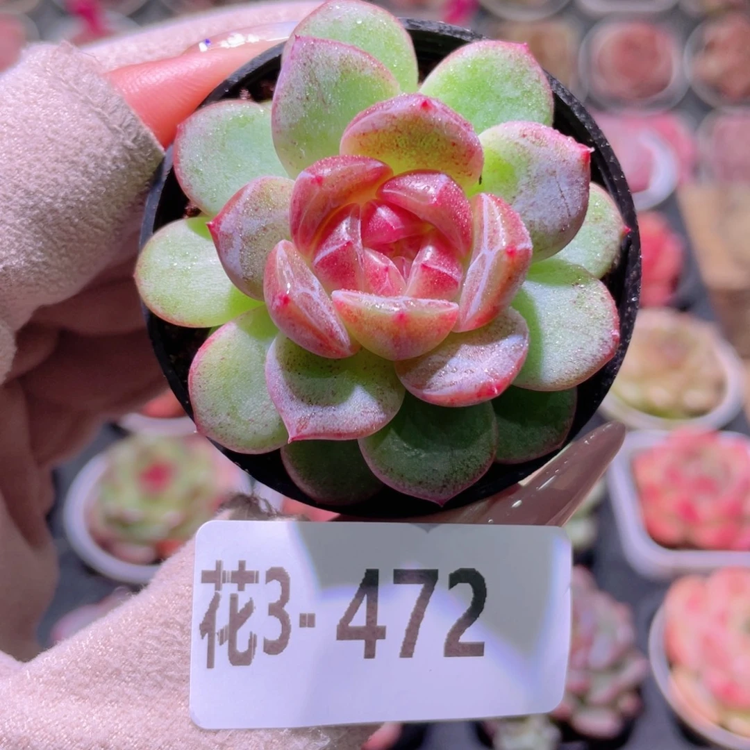 花利美3-472绯瞳单头