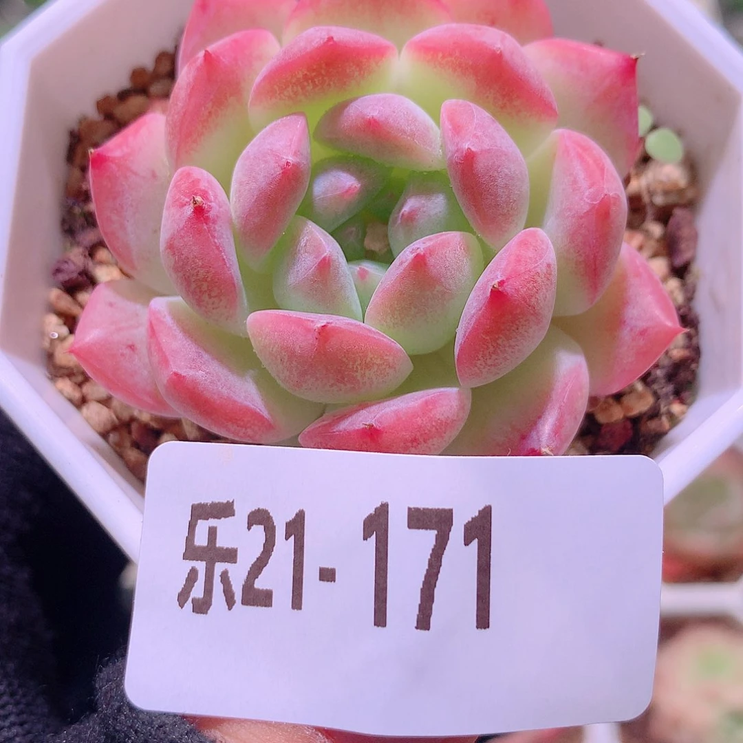 乐然21-171 明月心