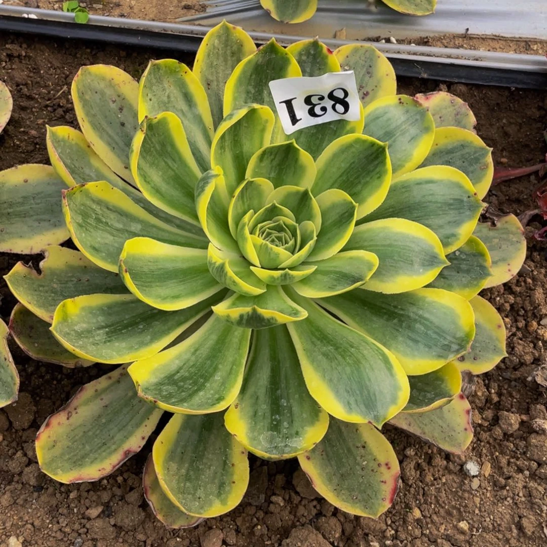 831香炉盘白锦多肉