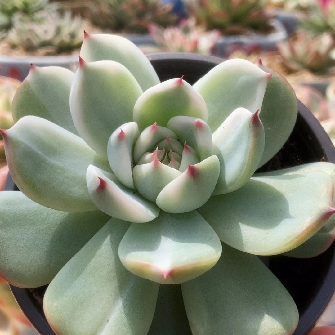 178锦锦锦锦锦锦锦锦锦