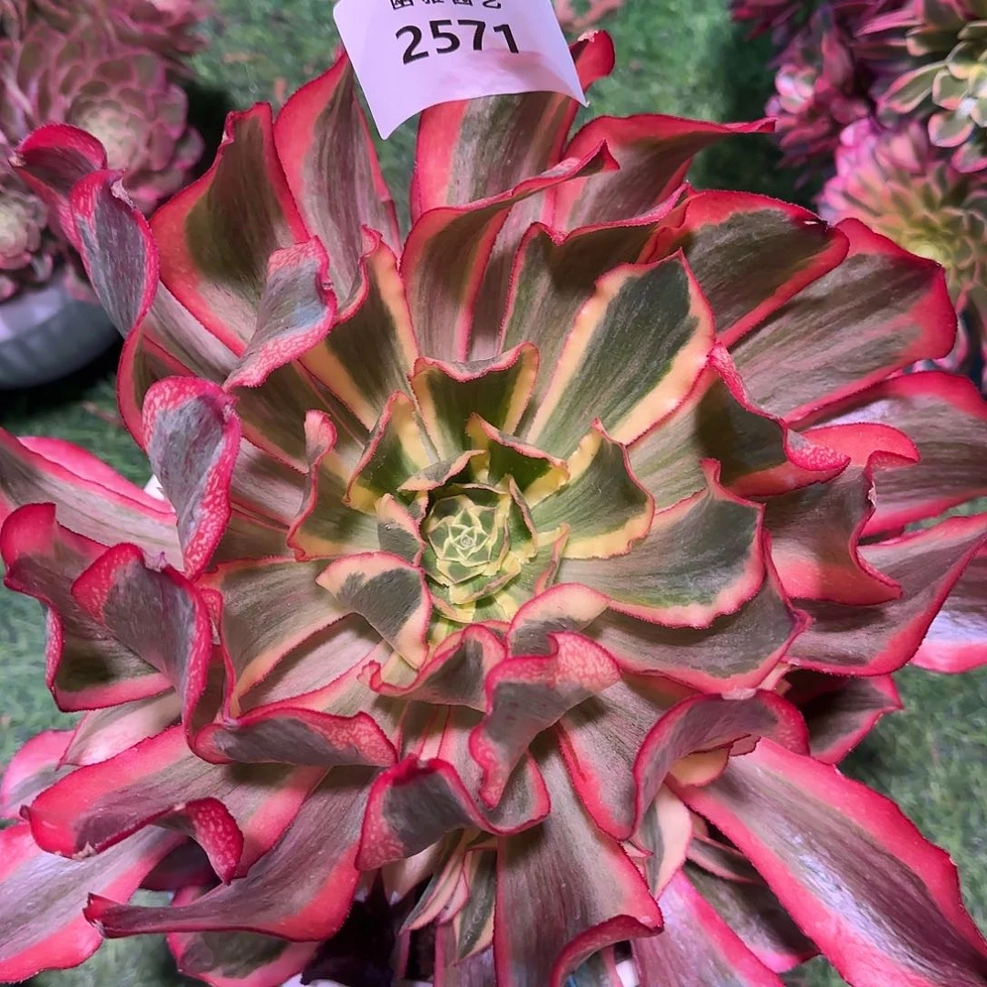 多肉植物魅影2571