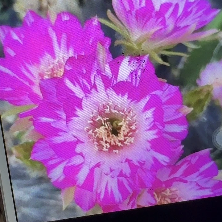 妖碟丽花侧芽3公分仙人球