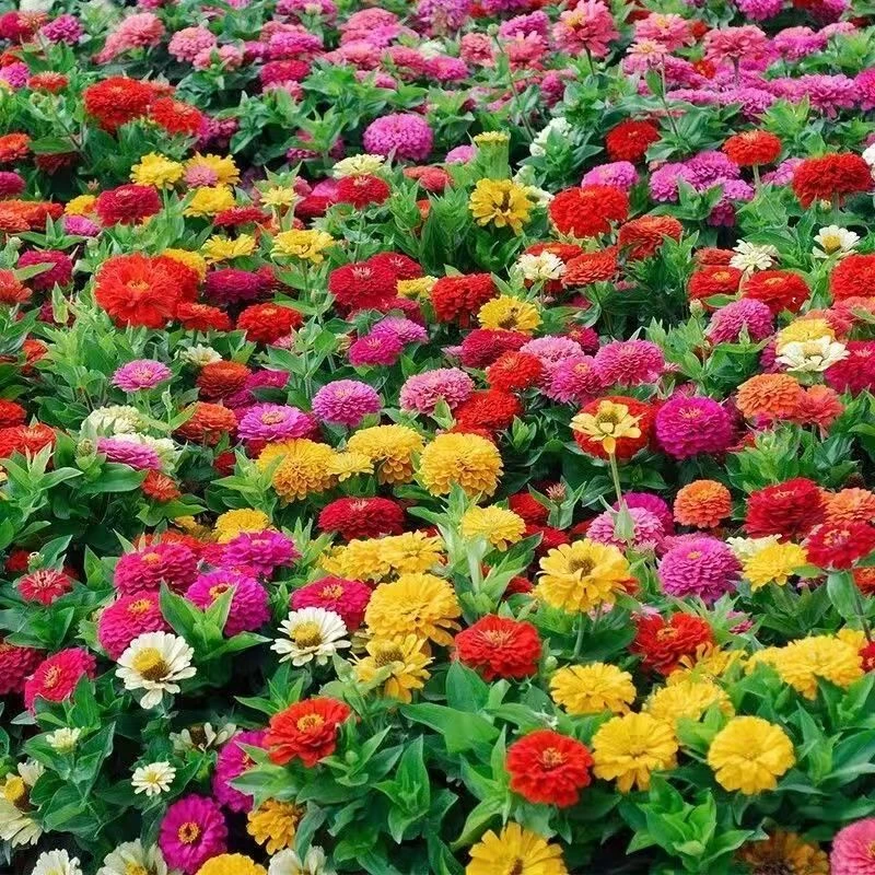 混色百日草花种矮杆花卉种孑四季开花百曰草花籽种子室外庭院盆栽