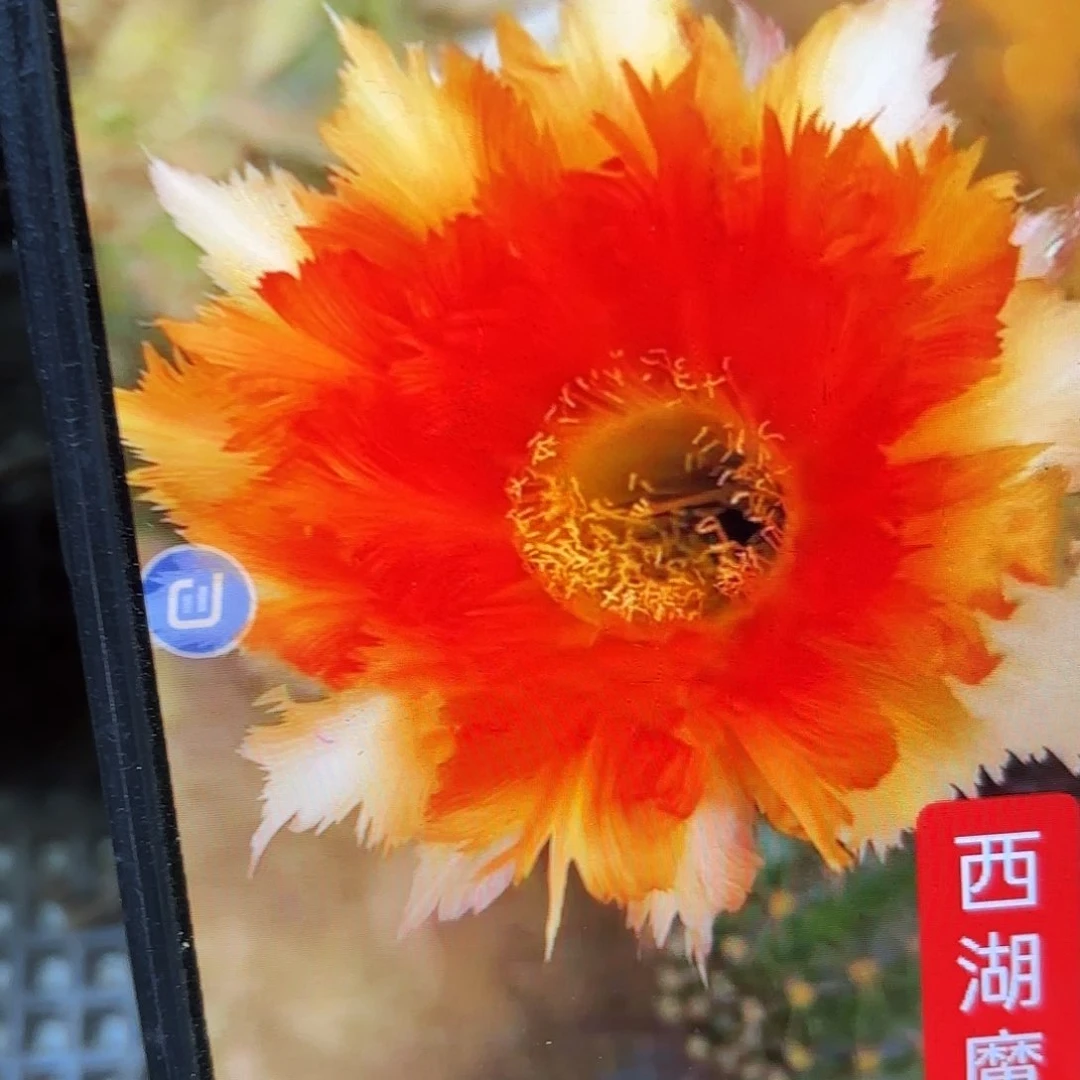 魔羽彩侧牙20包邮仙人球38