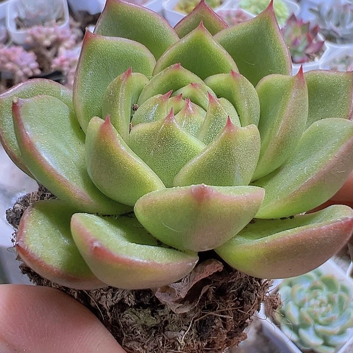 冰橙19包邮多肉植物